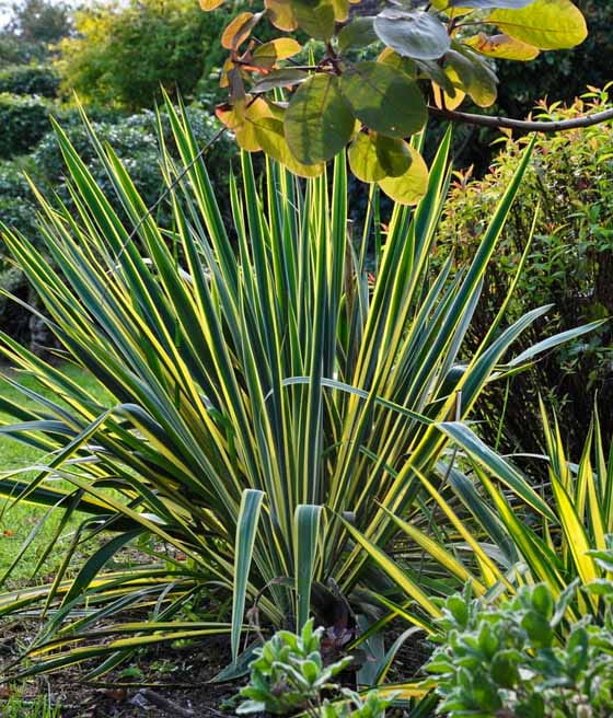 Jukka Karolińska Bright Edge w donicy