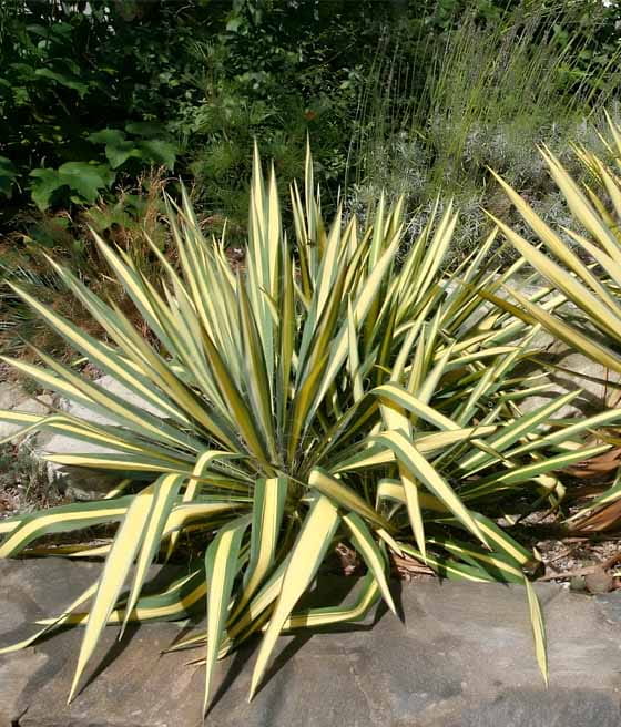 Juka Karolińska Color Guard w donicy