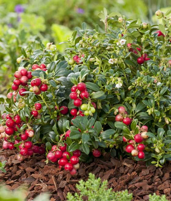 Borówka Brusznica Red Pearl w donicy