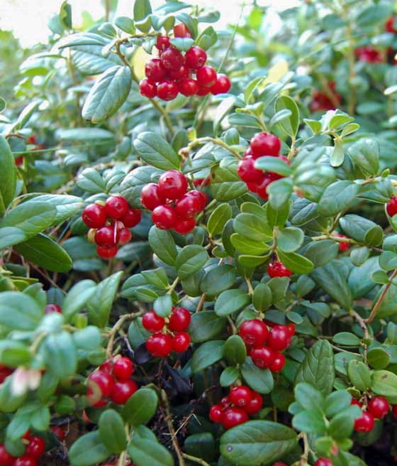 Borówka Brusznica Runo Bielawskie w donicy