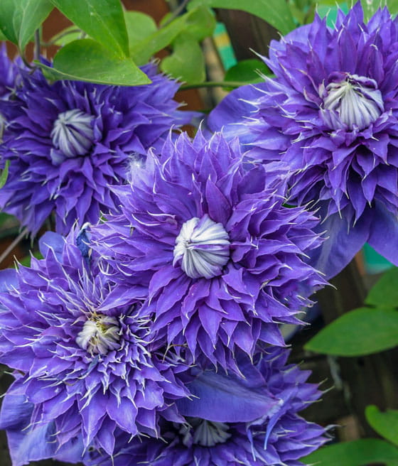 Clematis (Powojnik) Multi Blue w donicy
