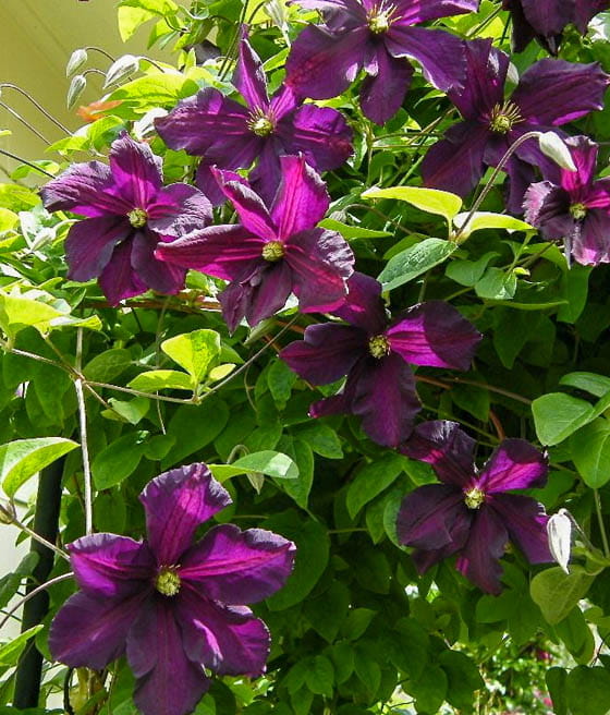 Clematis (Powojnik) Romantica w donicy