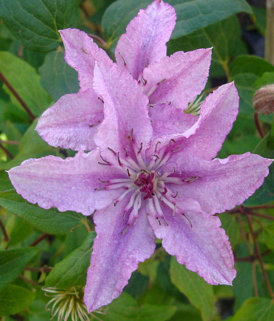 Clematis (Powojnik) Hagley Hybrid w donicy