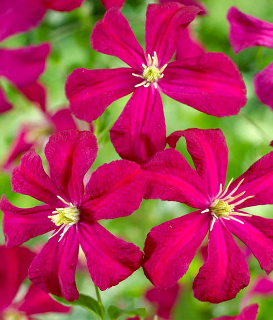 Clematis (Powojnik) Madame Julia Correvon