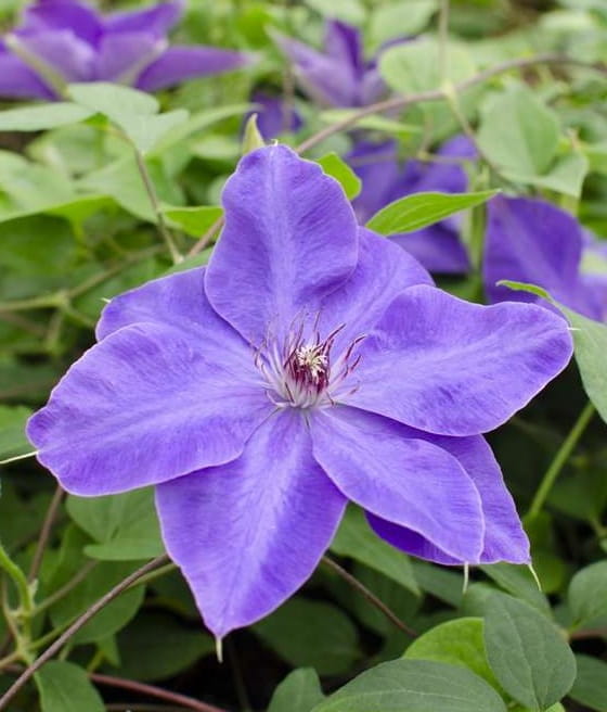 Clematis (Powojnik) Elsa Spath w donicy