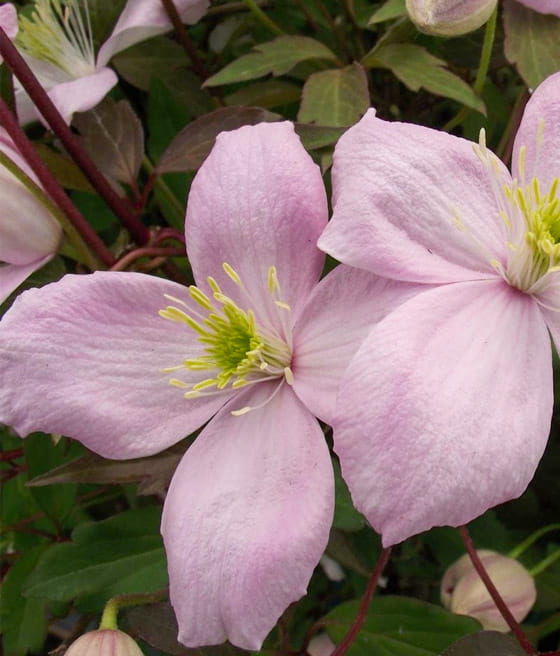 Clematis (Powojnik) Montana Elisabeth