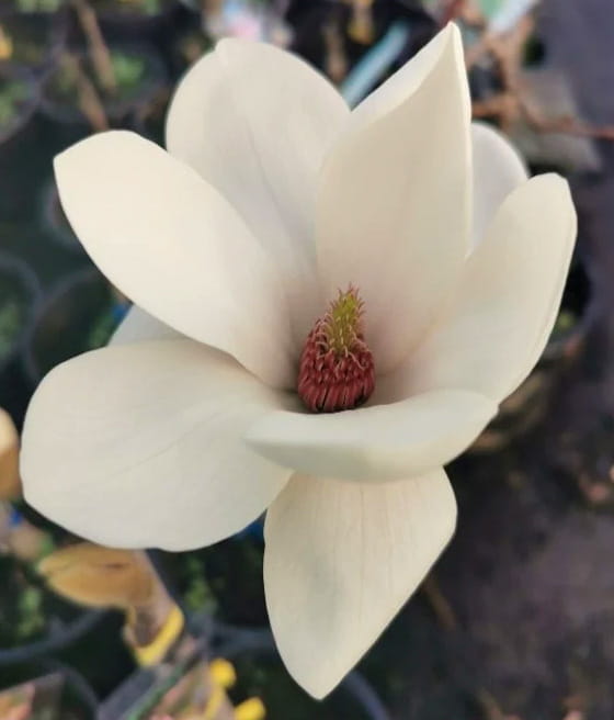 Magnolia Tina Durio w donicy