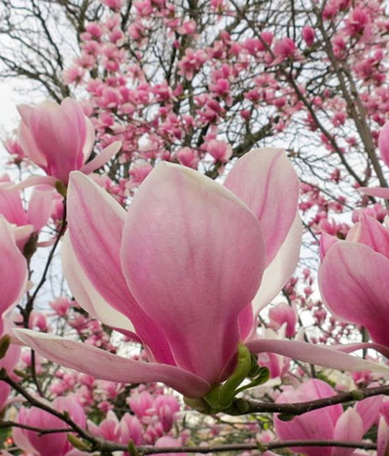Magnolia Soulange'a w donicy