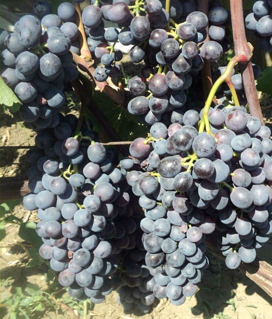 Winorośl Agat Doński w donicy