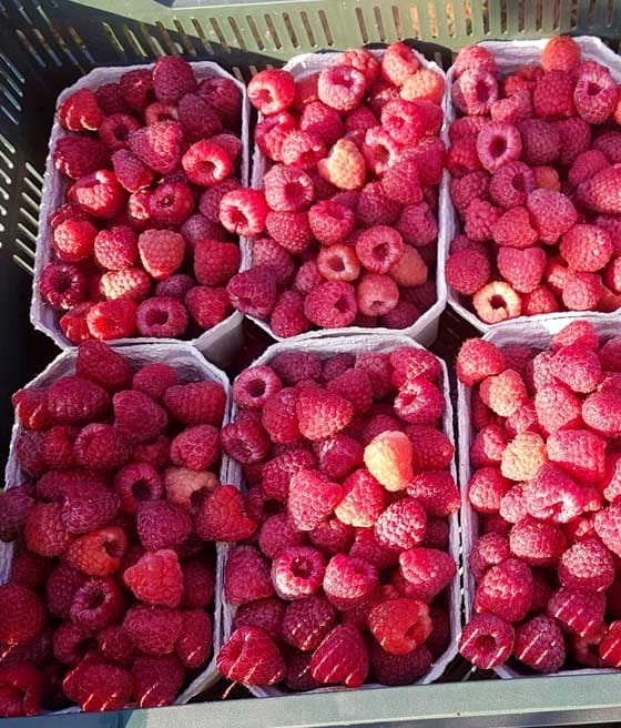 Malina Polesie w donicy