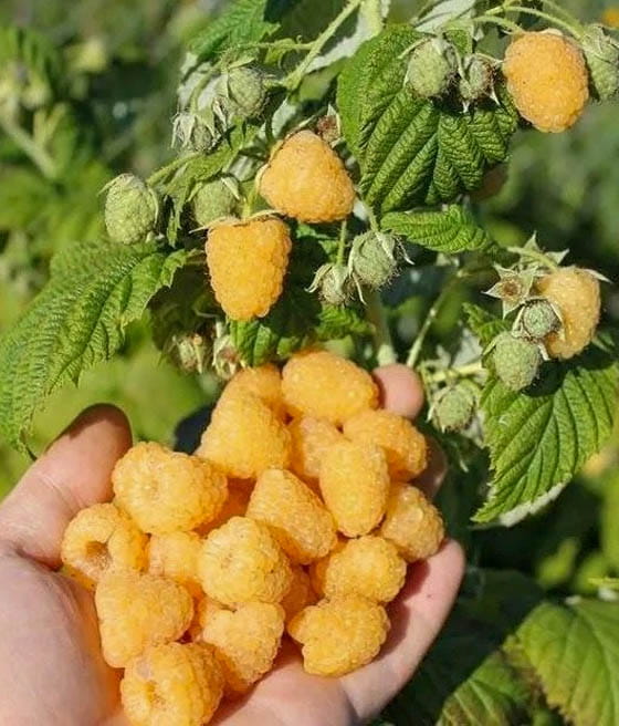 Malina Poranna Rosa w donicy