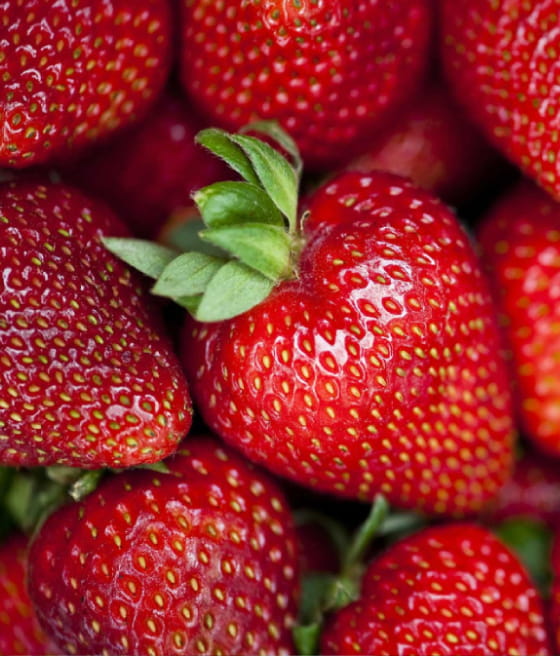 Truskawka Dukat Multiplat 10szt