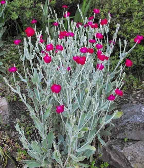 FIRLETKA KWIECISTA W DONICY