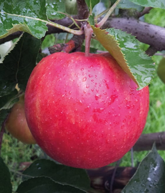 Jabłoń Rubinstar w donicy