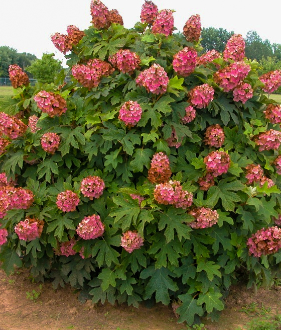 HORTENSJA DĘBOLISTNA BURGUNDY