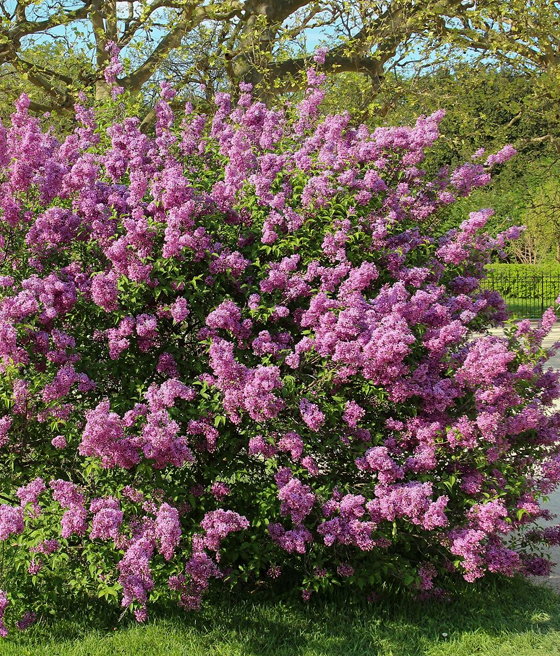 LILAK (BEZ) CHIŃSKI SAUGEANA