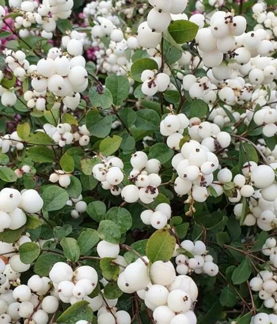 ŚNIEGULICZKA BIAŁA