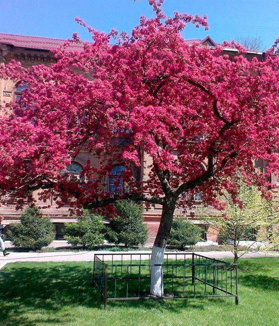 JABŁOŃ RAJSKA OZDOBNA MAKOWIECKI