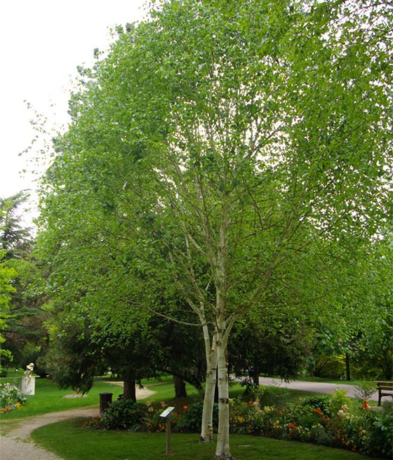 BRZOZA HIMALAJSKA JACQUEMONTA