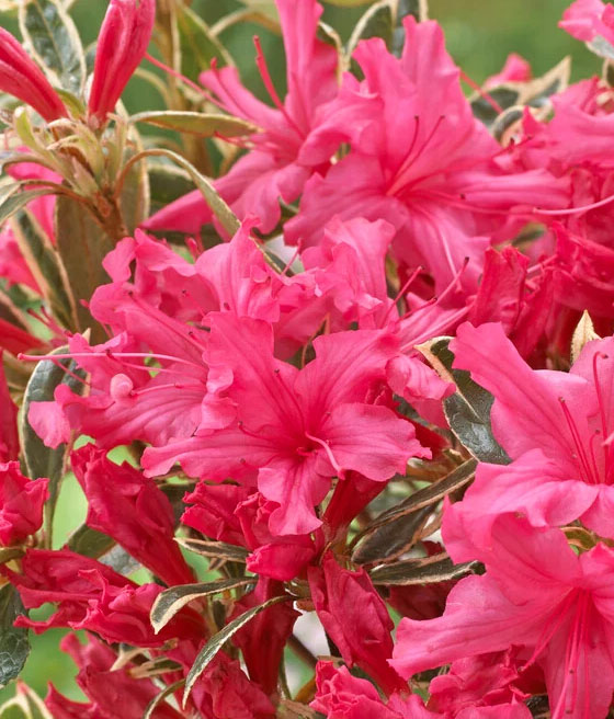 AZALIA JAPOŃSKA SILWER SWORD