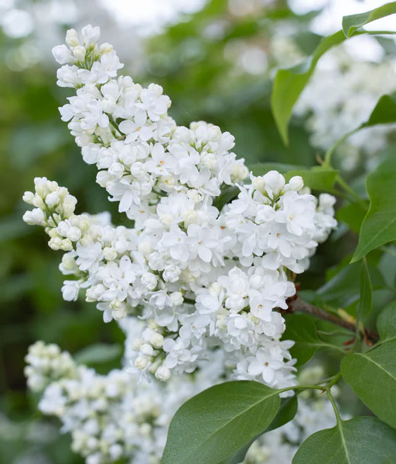 LILAK (BEZ) POSPOLITY MISS ELLEN WILLMOTT