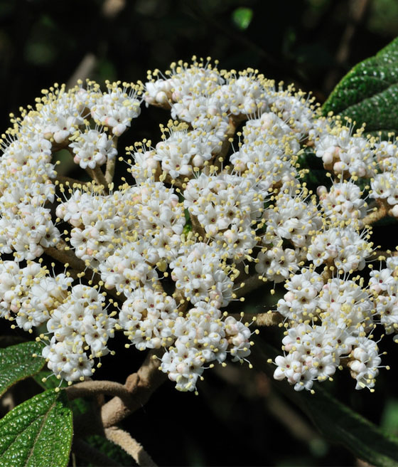 KALINA SZTYWNOLISTNA