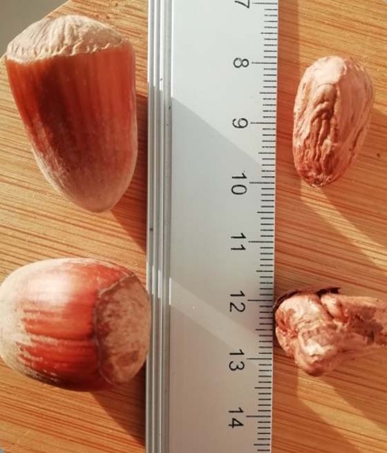 ORZECH LASKOWY GARIBALDI