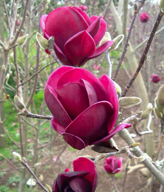Magnolia Genie
