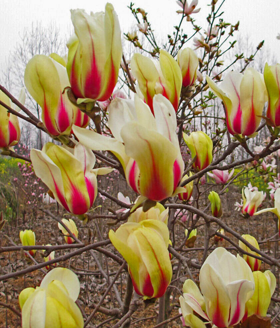Magnolia Sunrise