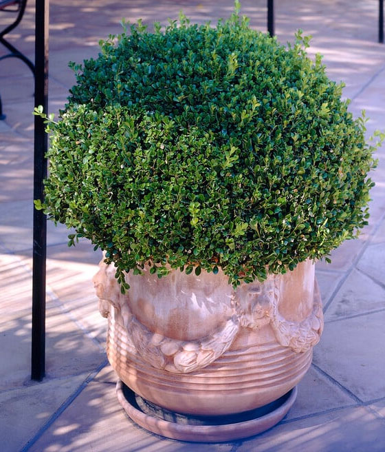 Bukszpan Rotundifolia