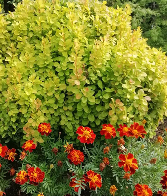 Berberys Thunberga Maria