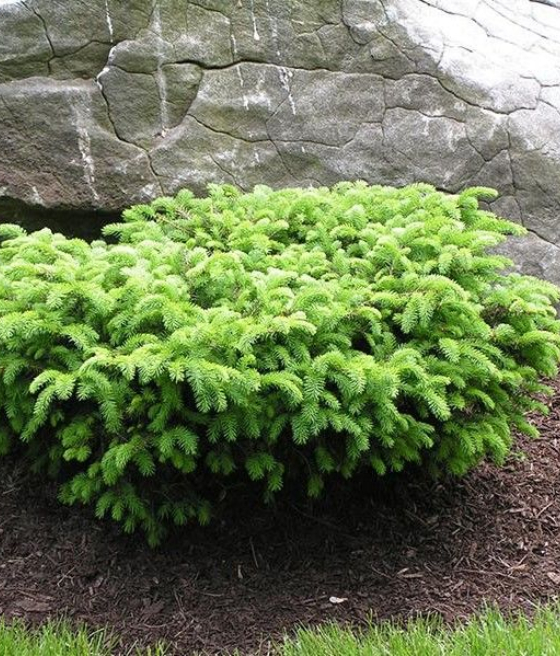 ŚWIERK POSPOLITY NIDIFORMIS