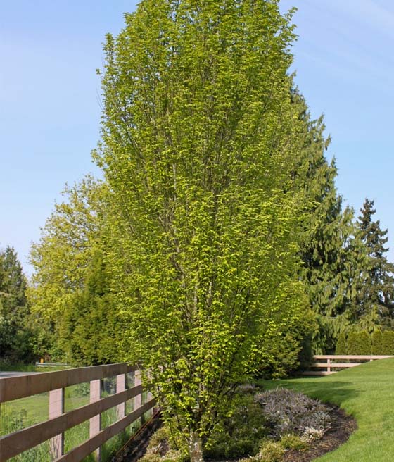 Grab Pospolity Fastigiata kolumnowy w donicy