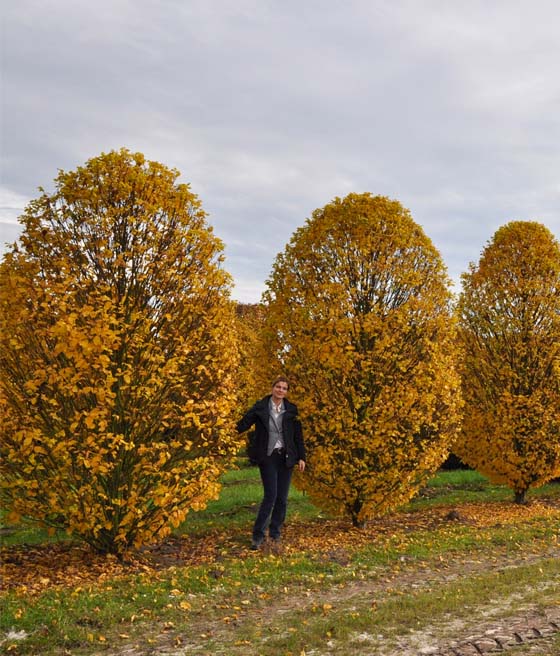 Grab pospolity Monumentalis kolumnowy w donicy