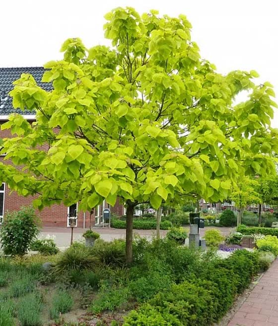 Katalpa/Surmia Bignoniowa Aurea w donicy