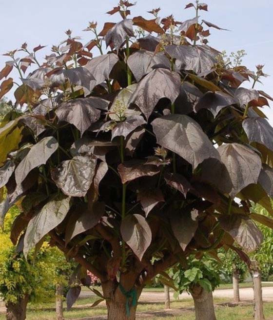 Katalpa Fioletowa Purpurea w donicy