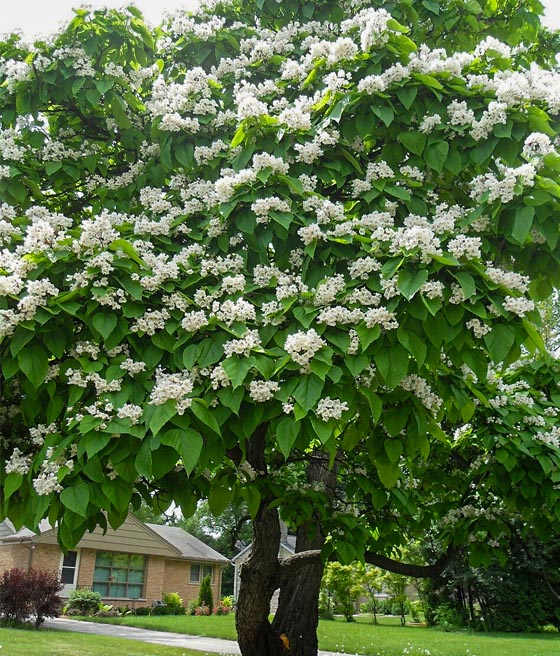 Katalpa/Surmia wielkokwiatowa w donicy