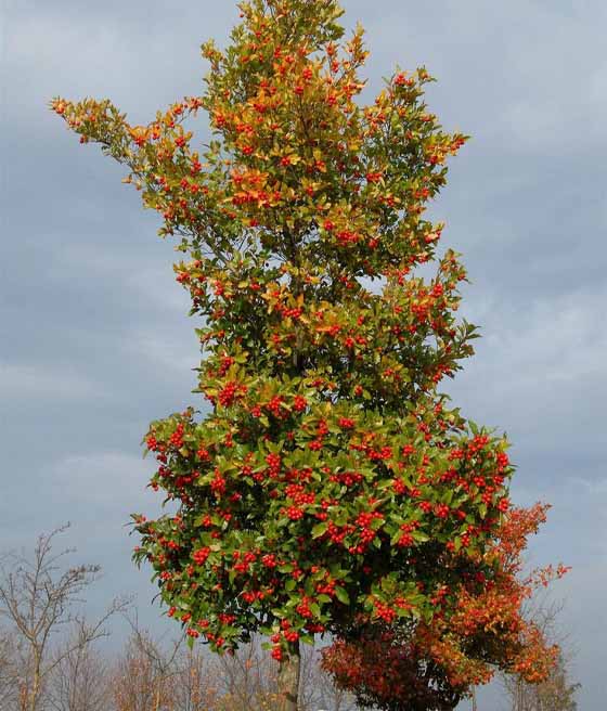 Głog Lavallego Carrierei w donicy