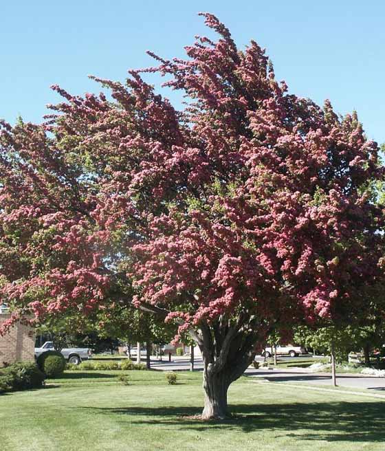 Głóg Mordeński Toba w donicy