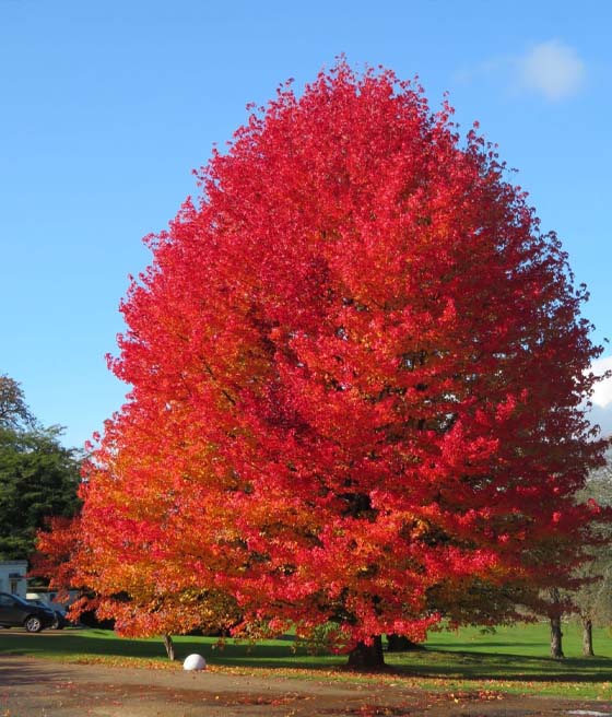 Ambrowiec Amerykański Worplesdon w donicy