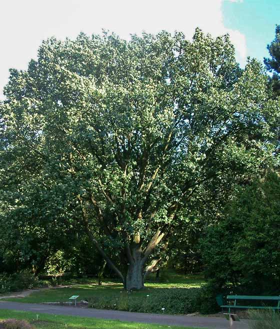 Dąb Węgierski w donicy