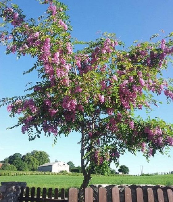 Akacja Robinia Szczeciniasta Macrophylla w donicy