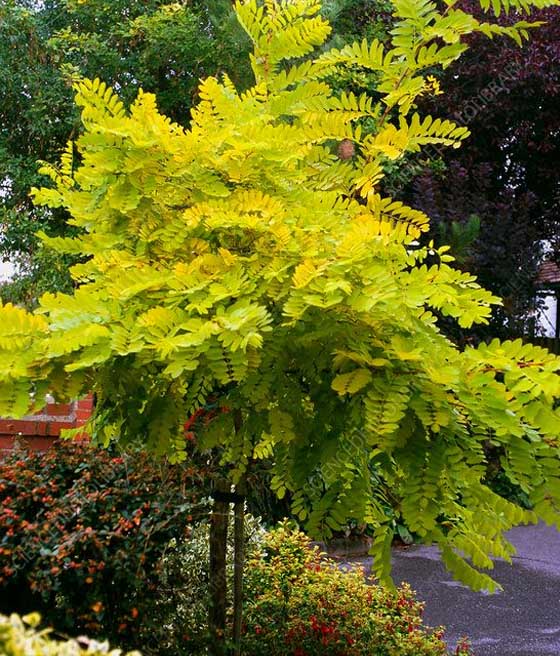 Akacja Robinia Złota Frisia w donicy