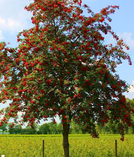 Jarząb pospolity Edulis w donicy
