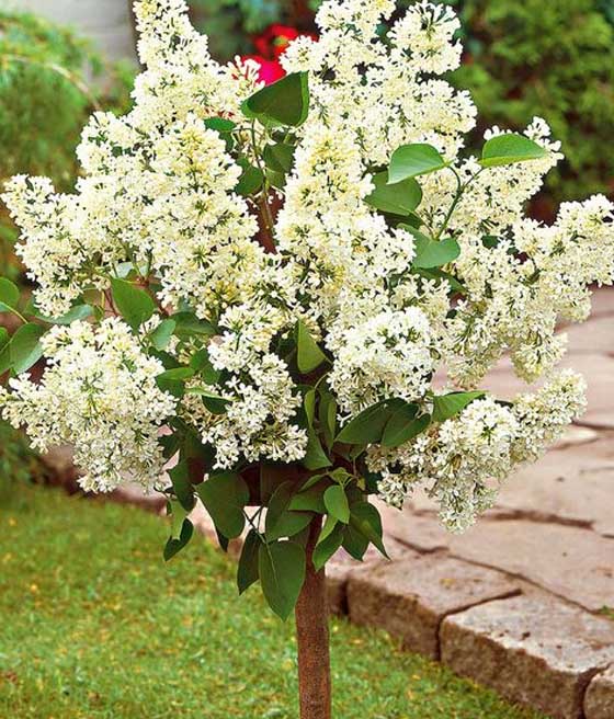 Lilak (Bez) Alba Na Pniu w donicy