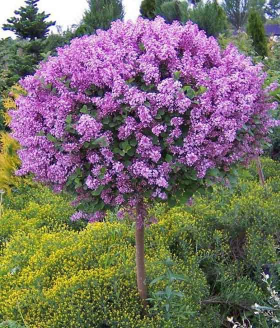 Lilak (Bez) Dark Purple Na Pniu w donicy