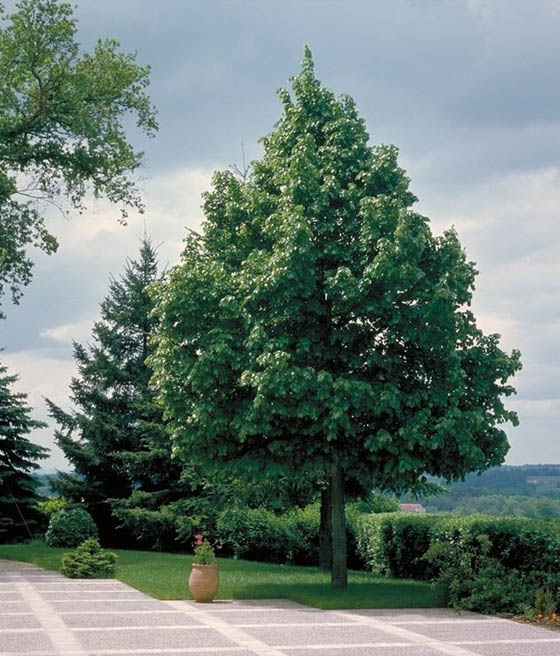 Lipa Drobnolistna Greenspire w donicy