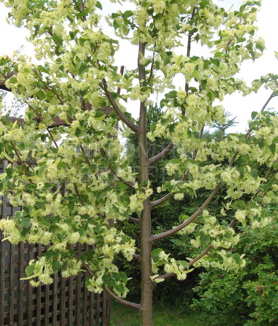 Lipa Drobnolistna Rancho w donicy