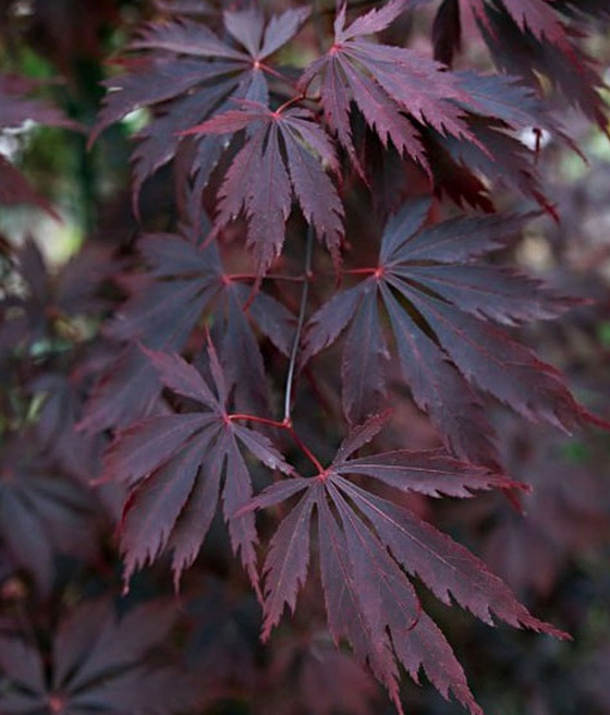 Klon palmowy Brown Sugar w donicy