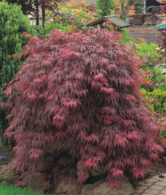 Klon Palmowy Royal Garnet w donicy